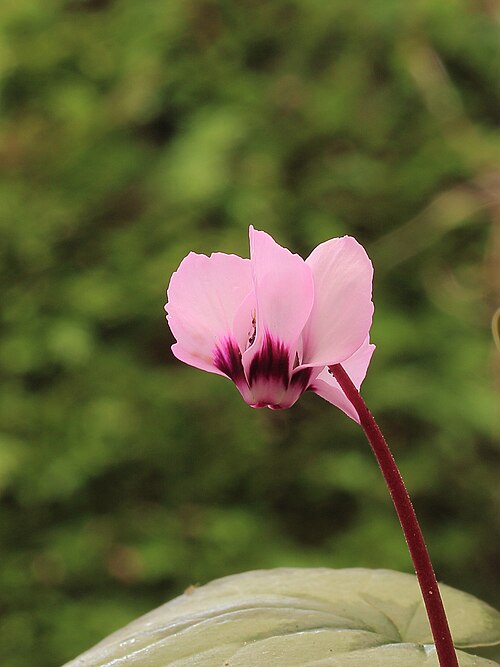 Eastern sowbread: Cyclamen coum. Blooms February March