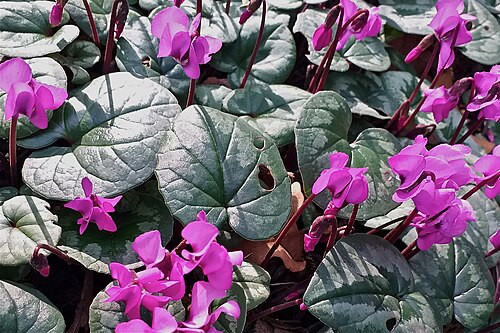 Eastern sowbread: Vorfrühlings-Alpenveilchen (Cyclamen coum) im Botanischen Garten in Bonn