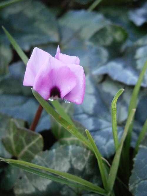 Eastern sowbread: An early Cyclamen coum