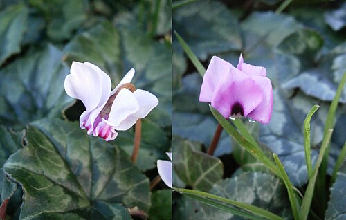 Eastern sowbread: A late Cyclamen hederifolium and an early Cyclamen coum blooming together