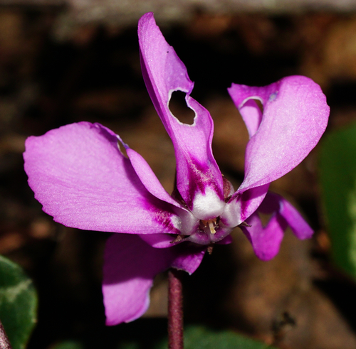 Eastern sowbread (Cyclamen coum)