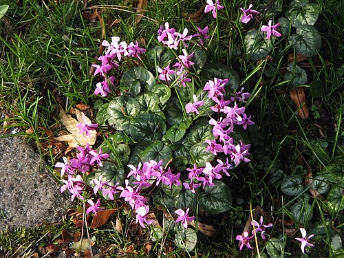 Eastern sowbread: Cyclamen coum clump