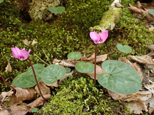 Eastern sowbread (Cyclamen coum)