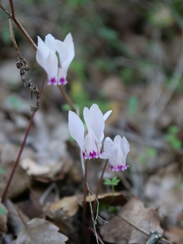 Cyclamen cyprium (Cyclamen cyprium)