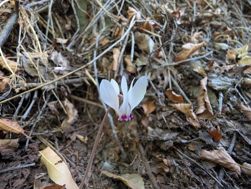 Cyclamen cyprium (Cyclamen cyprium)