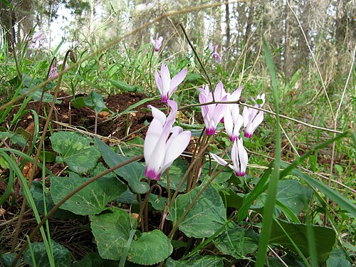 Cyclamen cyprium: Дикий цикламен, Израиль
