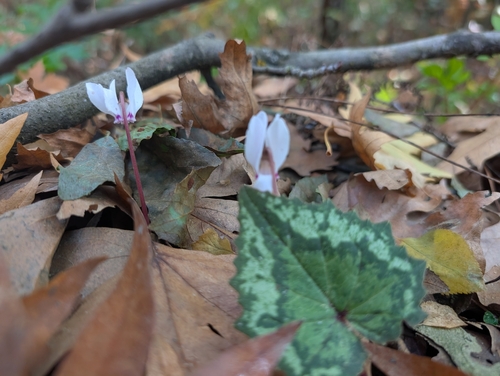 Cyclamen cyprium (Cyclamen cyprium)