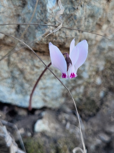 Cyclamen cyprium (Cyclamen cyprium)