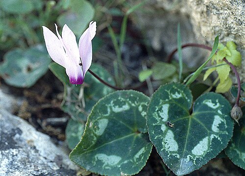 Cyclamen cyprium: Cyclamen cyprium