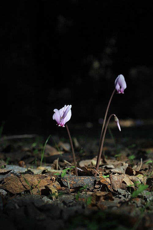 Cyclamen cyprium: Cyclamen Cyprium, türkçe adıyla Siklamen olarak bilinen çiçek.