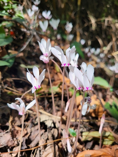 Cyclamen cyprium (Cyclamen cyprium)