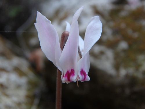 Cyclamen cyprium (Cyclamen cyprium)