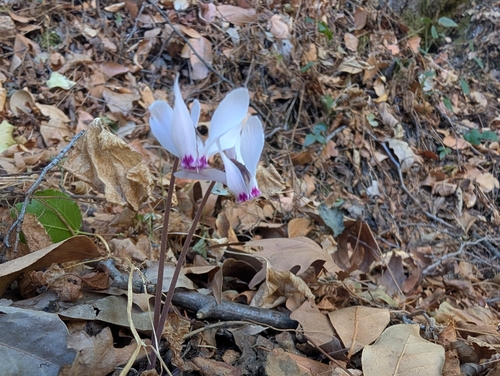 Cyclamen cyprium (Cyclamen cyprium)