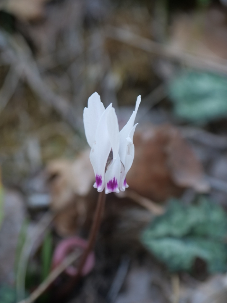 Cyclamen cyprium (Cyclamen cyprium)