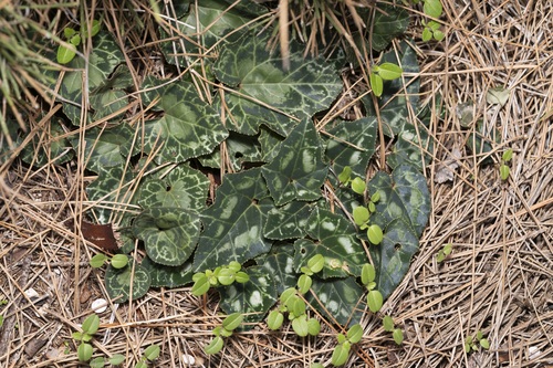 Cyclamen maritimum (Cyclamen maritimum)