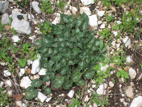Cyclamen maritimum (Cyclamen maritimum)
