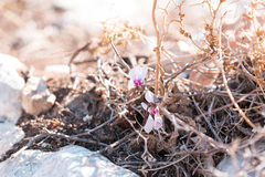Cyclamen maritimum (Cyclamen maritimum)