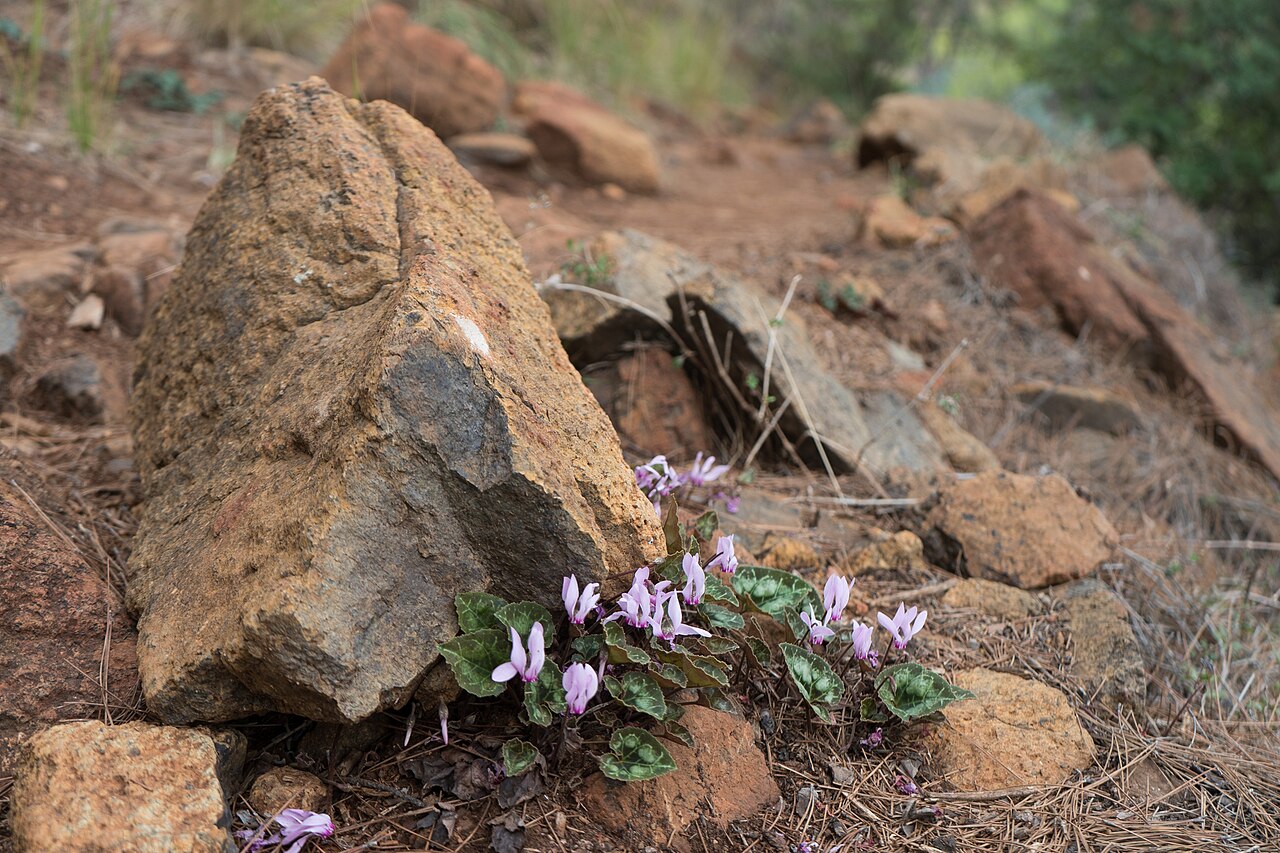 Cyclamen maritimum: Wild flowers on Lycian Way