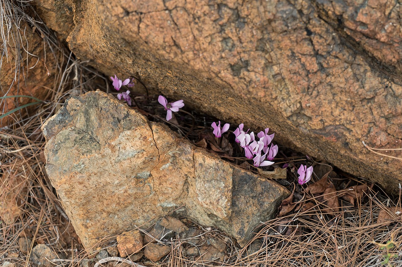 Cyclamen maritimum: Wild flowers on Lycian Way