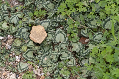 Cyclamen maritimum (Cyclamen maritimum)