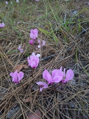 Cyclamen maritimum (Cyclamen maritimum)
