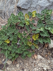 Cyclamen maritimum (Cyclamen maritimum)