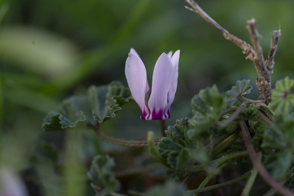 Cyclamen maritimum (Cyclamen maritimum)