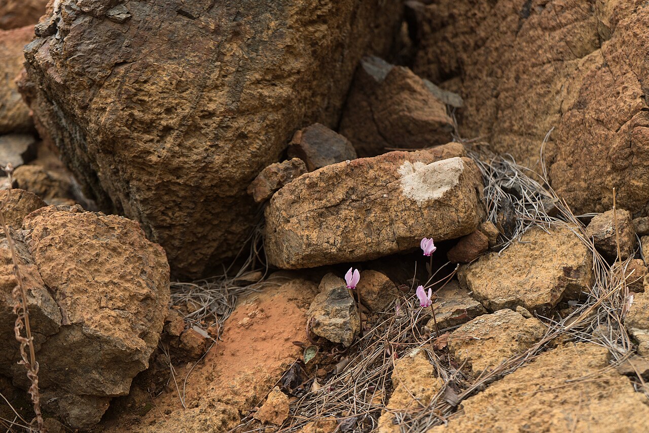 Cyclamen maritimum: Cyclamens on Lycian Way