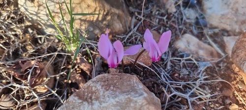 Cyclamen maritimum (Cyclamen maritimum)