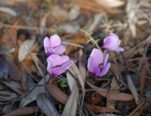 Cyclamen maritimum (Cyclamen maritimum)