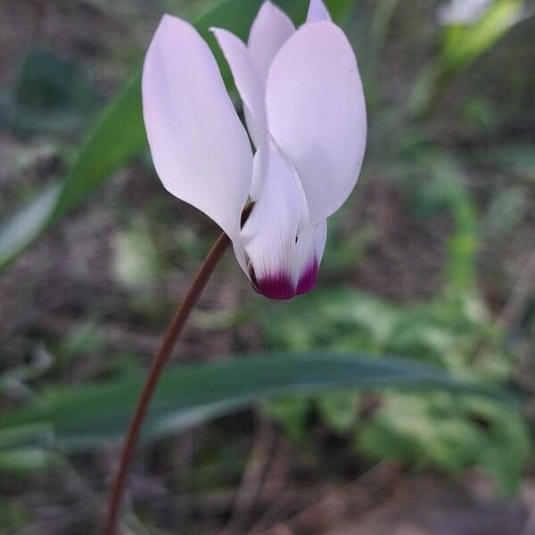 Florist's cyclamen (Cyclamen persicum)