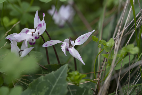 Florist's cyclamen