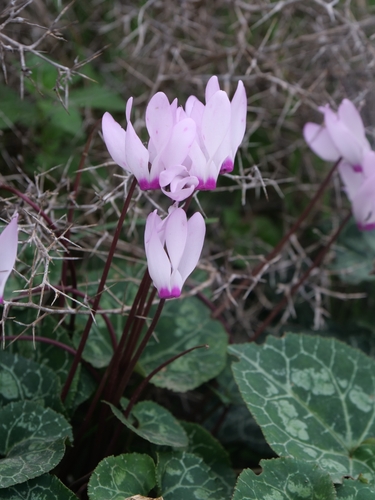 Florist's cyclamen (Cyclamen persicum)