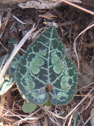 Florist's cyclamen (Cyclamen persicum)