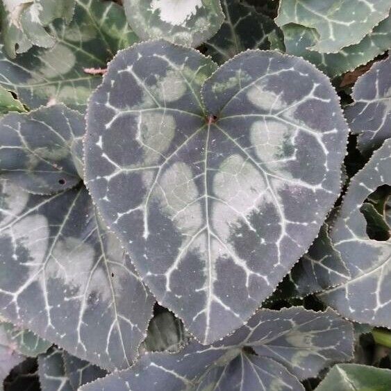 Florist's cyclamen (Cyclamen persicum)