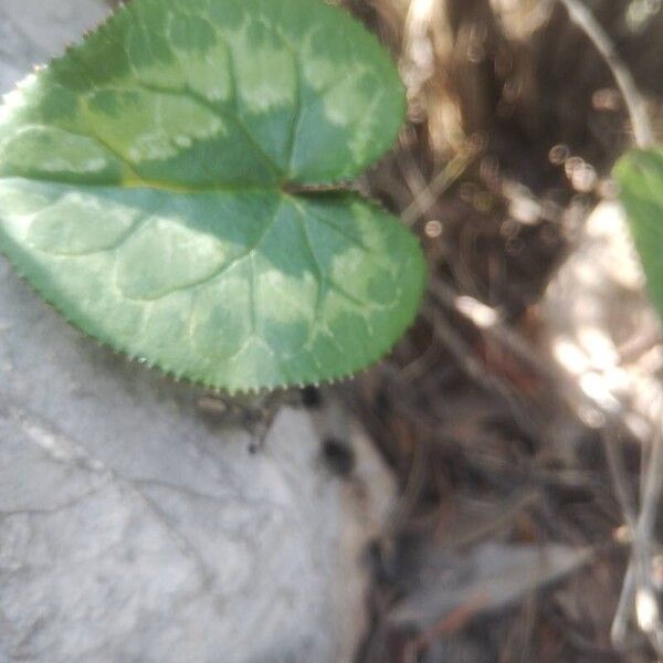 Florist's cyclamen (Cyclamen persicum)