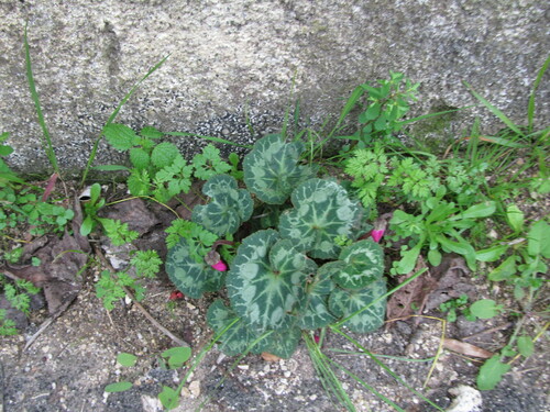 Florist's cyclamen (Cyclamen persicum)