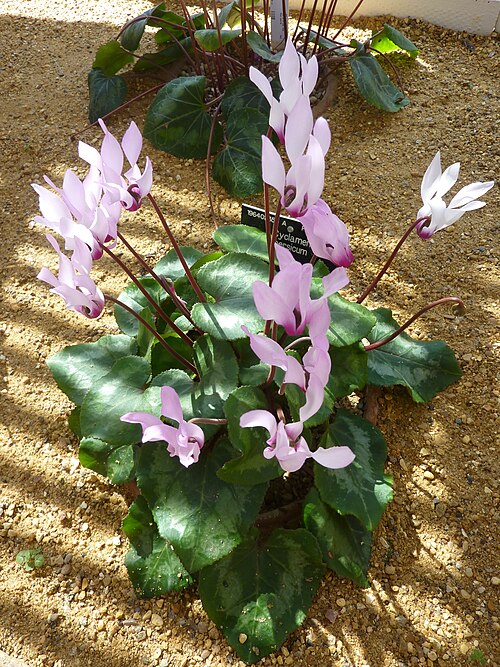 Florist's cyclamen: Taken in the Cambridge University Botanic Garden .