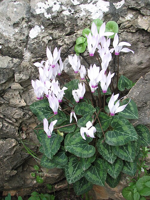 Florist's cyclamen: Green Paths, between Nesher - Yagur on Mount Carmel Israel. View from the path השביל הירוק בין העיר נשר וקיבוץ יגור, על הצלע הצפונית של הר הכרמל. מראות על השביל