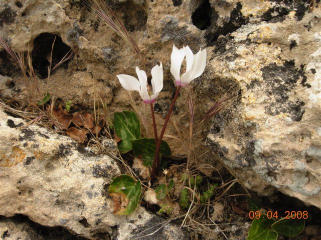 Florist's cyclamen: Cyclamen persicum à Chypre