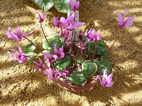 Florist's cyclamen: Taken in the Cambridge University Botanic Garden .