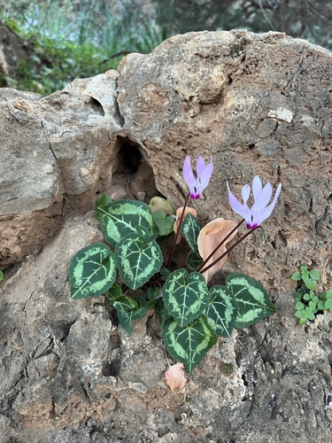 Florist's cyclamen (Cyclamen persicum)