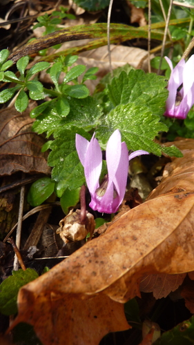 European cyclamen (Cyclamen purpurascens)