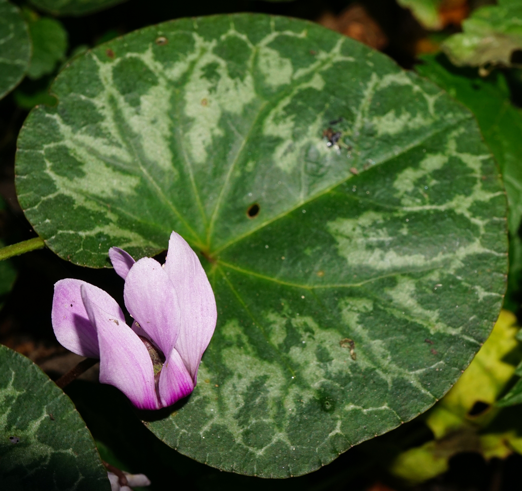 European cyclamen (Cyclamen purpurascens)