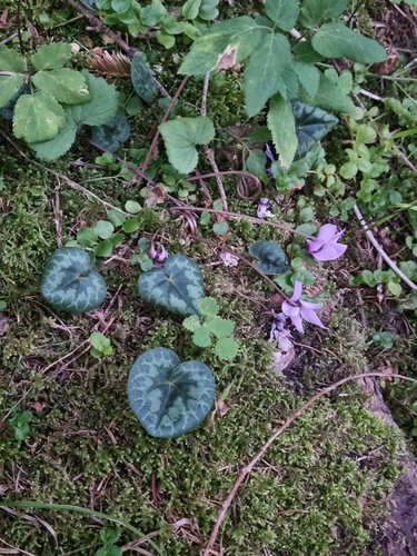 European cyclamen (Cyclamen purpurascens)