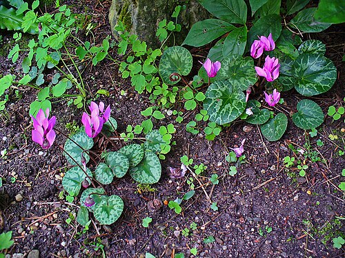 European cyclamen: Cyclamen purpurascens , Myrsinaceae, Sowbread, habitus; Botanical Garden KIT, Karlsruhe, Germany. The fresh subterranean parts of the plant are used in homeopat