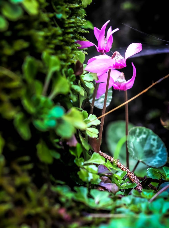 European cyclamen: Slowenien , Julische Alpen : Botanischer Garten Alpinum Juliana in Trenta : Europäisches Alpenveilchen