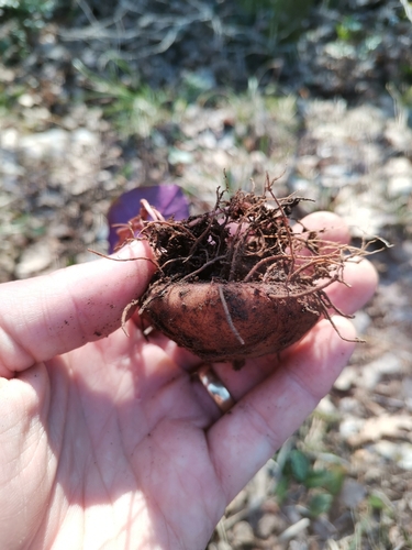 European cyclamen (Cyclamen purpurascens)