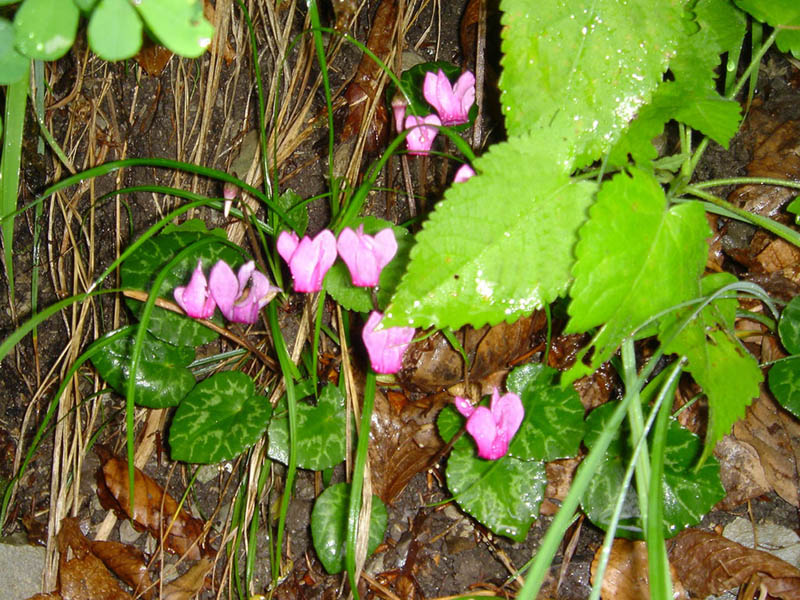 European cyclamen: Cyclamen purpurascens