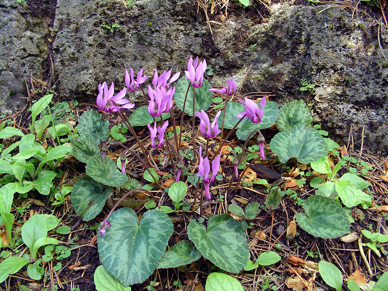 European cyclamen: Cyclamen purpurascens - plants